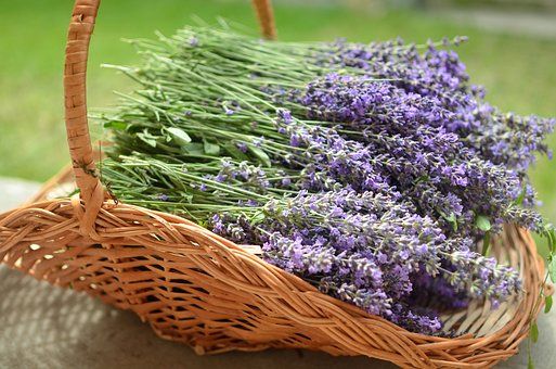 Verleihe deinen Gerichten einen Hauch von Provence